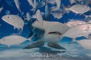 Great Hammerhead breaking the Shoal. by Jan Morton 